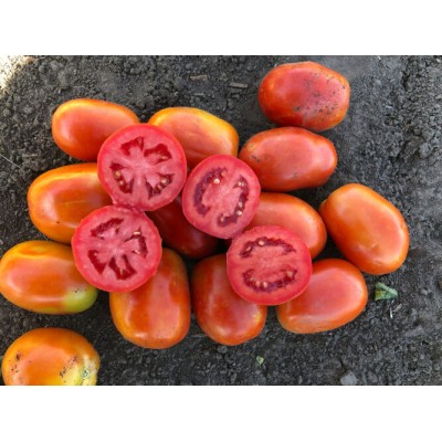 Семена томата детерминантного 2053 F1 (5000 семян), среднеранний, Lark Seeds